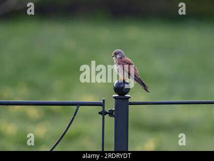 Ein klares Bild eines wunderschönen männlichen Kestrel ( Falco tinnunculus), der auf einem Zaun sitzt und die Wiese nach möglichen Snacks überwacht. Suffolk, Großbritannien. Stockfoto