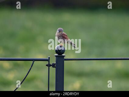 Ein klares Bild eines wunderschönen männlichen Kestrel ( Falco tinnunculus), der auf einem Zaun sitzt und die Wiese nach möglichen Snacks überwacht. Suffolk, Großbritannien. Stockfoto