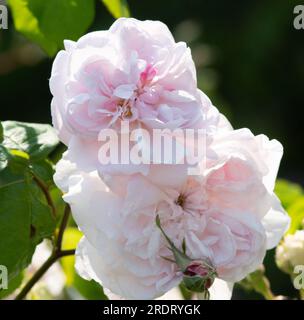 Rosa Fantin-Latour Stockfoto