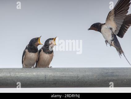 Ein Action-Shot eines jungen Swallows (Hirundo rustica), frisch geboren. Warten darauf, von dem Erwachsenen gefüttert zu werden, der im Flug gefangen genommen wird. Suffolk, Großbritannien. Stockfoto