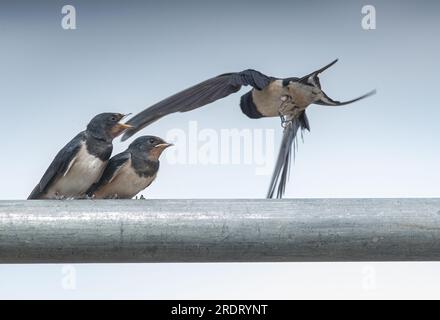 Ein Action-Shot eines jungen Swallows (Hirundo rustica), frisch geboren. Warten darauf, von dem Erwachsenen gefüttert zu werden, der im Flug gefangen genommen wird. Suffolk, Großbritannien. Stockfoto