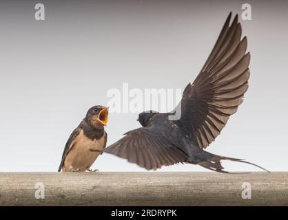 Eine spektakuläre Action-Aufnahme einer neugeborenen Schwalbe (Hirundo rustica ), die von dem Erwachsenen gefüttert wird, der im Flug gefangen gehalten wird. Suffolk, Großbritannien. Stockfoto