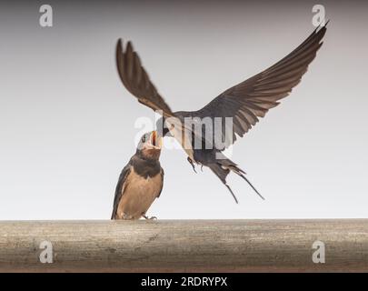 Eine spektakuläre Action-Aufnahme einer neugeborenen Schwalbe (Hirundo rustica ), die von dem Erwachsenen gefüttert wird, der im Flug gefangen gehalten wird. Suffolk, Großbritannien. Stockfoto