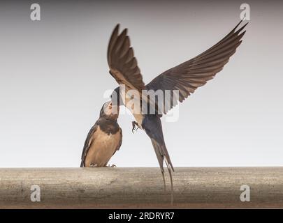 Eine spektakuläre Action-Aufnahme einer neugeborenen Schwalbe (Hirundo rustica ), die von dem Erwachsenen gefüttert wird, der im Flug gefangen gehalten wird. Suffolk, Großbritannien. Stockfoto