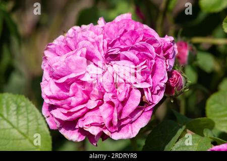 Rosa "Charles de Mills" Stockfoto