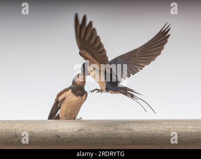 Eine spektakuläre Action-Aufnahme einer neugeborenen Schwalbe (Hirundo rustica ), die von dem Erwachsenen gefüttert wird, der im Flug gefangen gehalten wird. Suffolk, Großbritannien. Stockfoto