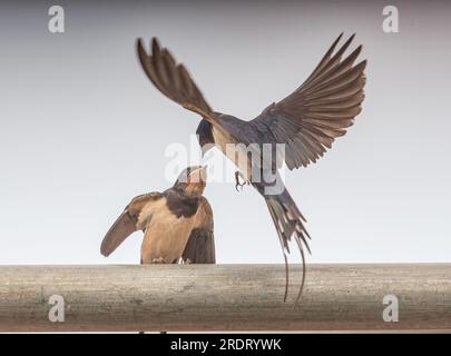 Eine spektakuläre Action-Aufnahme einer neugeborenen Schwalbe (Hirundo rustica ), die von dem Erwachsenen gefüttert wird, der im Flug gefangen gehalten wird. Suffolk, Großbritannien. Stockfoto