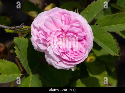 Rosa Petite de Hollande Stockfoto