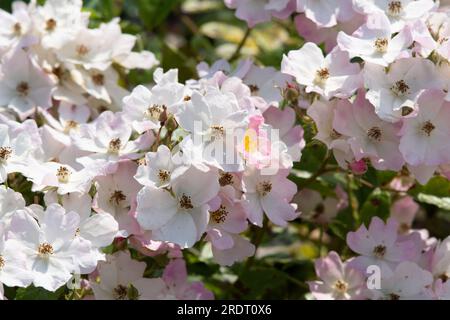 Rosa Ballerina Stockfoto