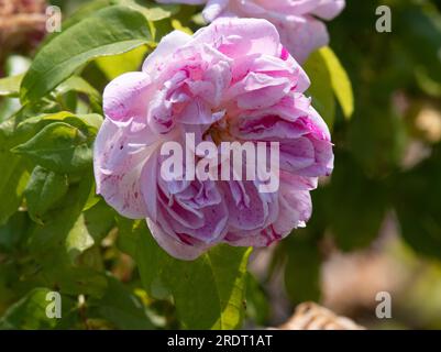 Rosa Gros Provins Panachée Stockfoto