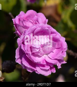 Rosa William Lobb Stockfoto