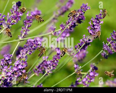 Honigbienen, APIs mellifera, sammeln Pollen und Nektar von violetten Lavendelblumen Stockfoto