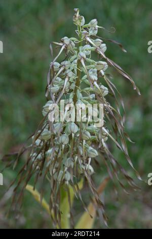 Himantoglossum hircinum, Lizard Orchideenöffnung Stockfoto