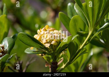 Pittosporum tobira Stockfoto