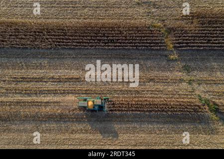 Luftaufnahme von Landwirten, die auf einem Ackerland Feldfrüchte für Verbraucher sammeln Stockfoto