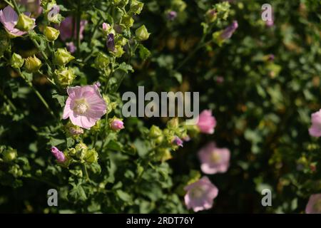 Leuchtend rosa-violett blühende calibrachoa-Blumen und eine Biene, die Nektar aus der Nähe sammelt, im dekorativen Blumentopf im Freien, mit Blumentapete auf der Rückseite Stockfoto