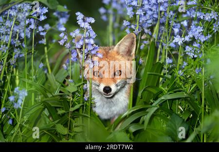 Nahaufnahme eines Rotfuchs (Vulpes vulpes) zwischen den Blauen Glocken im Frühjahr, Großbritannien. Stockfoto