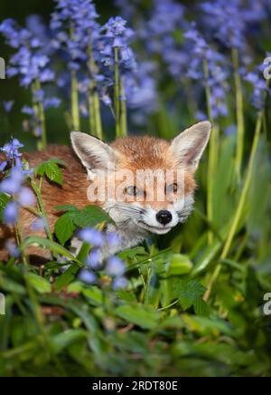 Nahaufnahme eines Rotfuchs (Vulpes vulpes) zwischen den Blauen Glocken im Frühjahr, Großbritannien. Stockfoto