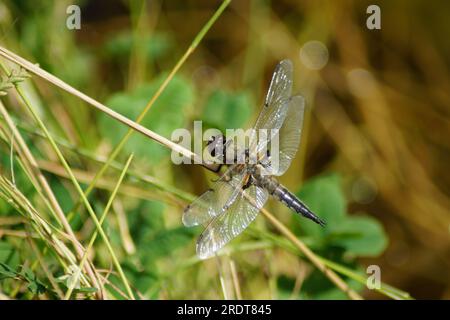 Vierfleckige Libelle Libellula quadrimaculata sonnt sich auf einem Grashalm Stockfoto