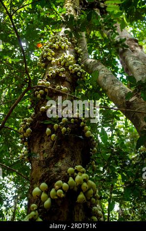 Phaleria clerodendron, daphne, duftende Phaleria, rosafarbener Apfel, mit Früchten auf dem Stamm, Blumenkohl, Malanda, Australien. Stockfoto