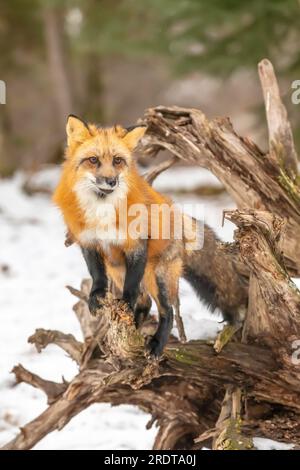 Ein Red Fox, der in einer verschneiten Umgebung betet Stockfoto