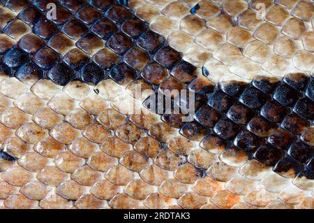 Retikuläre Python, Hautdetails (Python reticulatus) (Python reticulata) Stockfoto