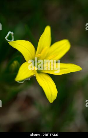 Gagea sp. Gelbe Blume, flor amarilla de Gagea sp Stockfoto