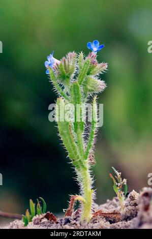 Strikt vergessen-mich-nicht (Myosotis stricta), Texel, Blaues Skorpiongras, kleinblütiges vergessen-mich-nicht, Niederlande Stockfoto