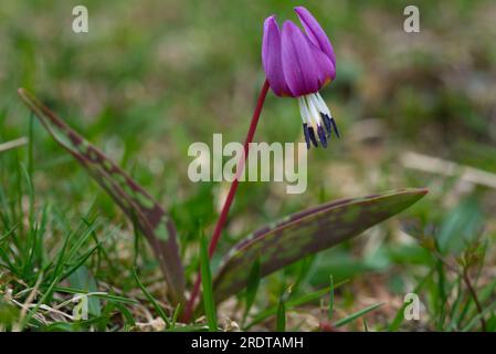 Hundezahnviolette Blume, flor de diente de perro, Erythronium dens-canis Stockfoto