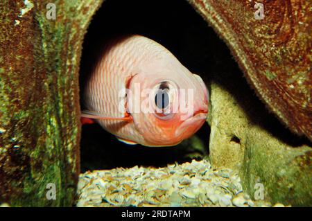 Schwarzbarsch-Soldatenfisch (Myripristis jacobus), Jacobs-Soldatenfisch, schwarzer Streifensoldaten Stockfoto