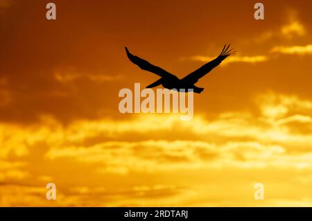 Brown Pelikan bei Sonnenuntergang, Sanibel Island, Florida, USA (Pelecanus occidentalis) Stockfoto