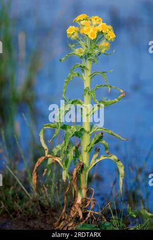 Marsh Fleawort, Texel, Niederlande (Tephroseris palustris) Stockfoto