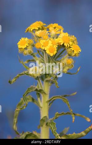 Marsh Fleawort, Texel, Niederlande (Tephroseris palustris) Stockfoto