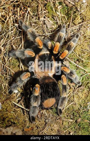 Mexikanische Rotkniettarantel (Brachypelma smithi), Tarantel Stockfoto