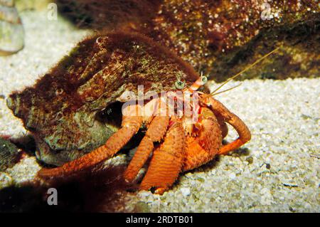 Große Einsiedlerkrebse, Gemeine Einsiedlerkrebse (Eupagurus bernhardus Stockfoto