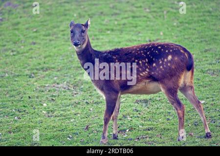 Philippinischer Fleckhirsch, weiblich (Cervus alfredi), Seite Stockfoto