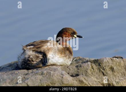 Zwergtaucher (Tachybaptus ruficollis), Nordrhein-Westfalen, Deutschland Stockfoto