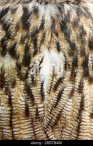 Adlereule (Bubo Bubo), Gefieder, Federn Stockfoto