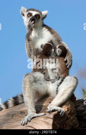 Ringschwanzlemur (Lemur catta), weiblich mit jungen Zwillingen Stockfoto