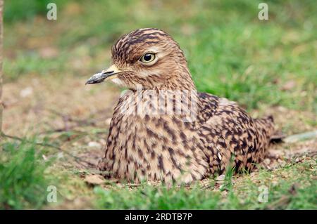 Fleck auf dickem Knie (Burhinus capensis) am Nest, Fleck Dikkop Stockfoto