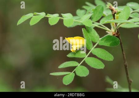 Sibirischer Erbsenbaum (Caragana arborescens), Nordrhein-Westfalen, Gemeiner Erbsenbusch, Deutschland Stockfoto