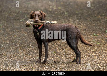 labrador und springer Spaniel Kreuz. Springerdor, Labradinger-Schütze mit Larg Stick. Stockfoto