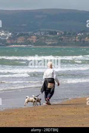 Eine ältere Dame geht mit zwei kleinen Terrier-Hunden am Strand von sandown auf der Insel wight spazieren. Stockfoto