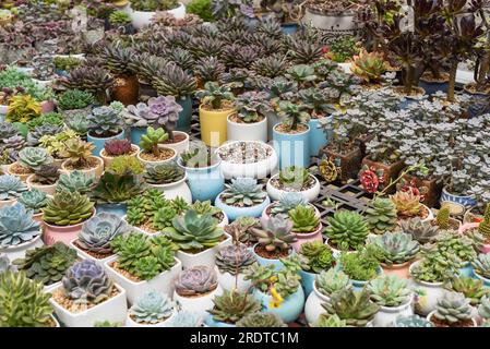 Auf einem Blumenmarkt wurden viele Sukkulenten von Echeveria elegans, Echeveria, Sedum, Graptopetalum (leatherpetal) eingetopft Stockfoto