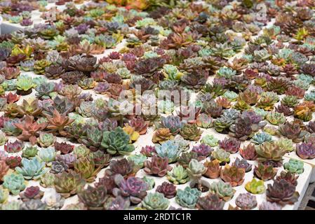 Auf einem Blumenmarkt wurden viele Sukkulenten von Echeveria elegans, Echeveria, Sedum, Graptopetalum (leatherpetal) eingetopft Stockfoto