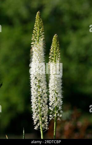 Himalaya-Fuchsschwanz-Lilie (Eremurus himalaicus) Stockfoto