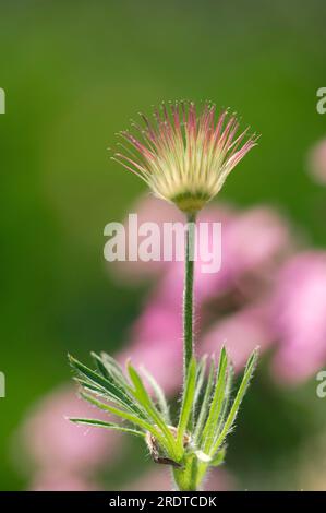 Gemeine Pasque-Blume (Pulsatilla vulgaris), Samenkopf Stockfoto
