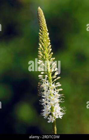 Himalaya-Fuchsschwanz-Lilie (Eremurus himalaicus) Stockfoto