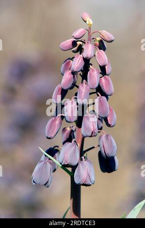 Persische Fritillare (Fritillaria persica) Stockfoto