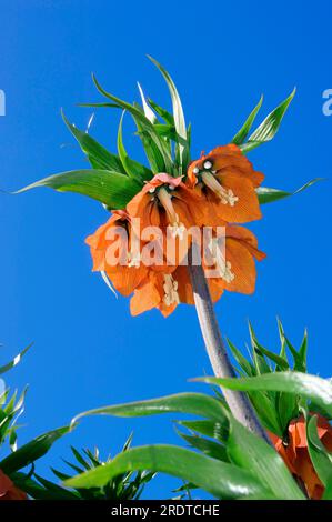 Fritillarienkrone „Rubra Kaiser“ (Fritillaria imperialis) Stockfoto